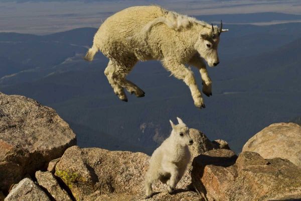 CO, Mount Evans Mountain goat jumping over kid